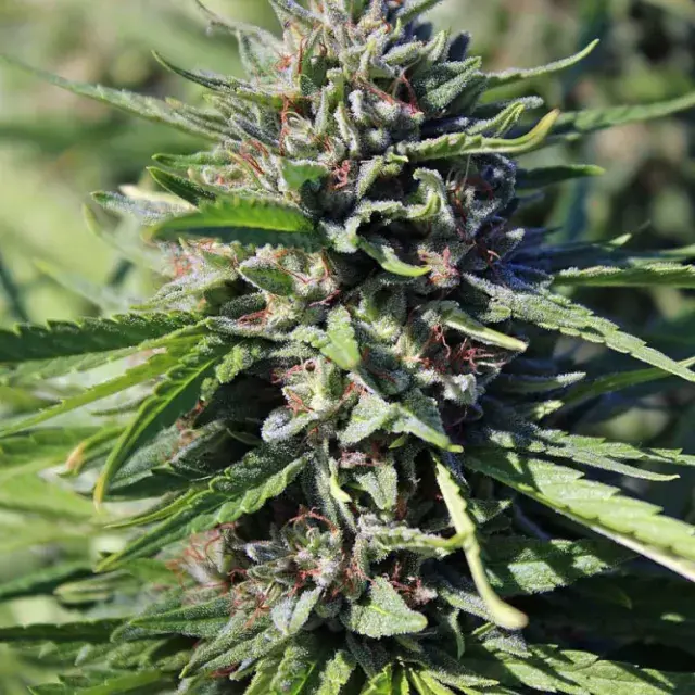 Purgatory Regular Cannabis Seeds | TGA Seeds 