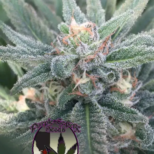 Purple Caper OG Regular Cannabis Seeds | Purple Caper Seeds