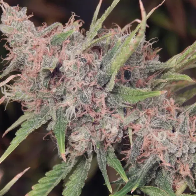 Purple Caper Regular Cannabis Seeds | Purple Caper