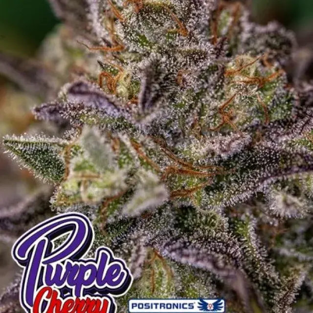 Purple Cherry Feminised Cannabis Seeds | Positronics