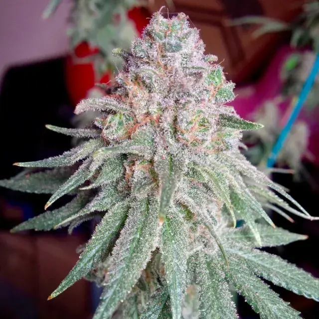 Purple Dawg Mass Feminised Cannabis Seeds | Critical Mass Collective Seeds