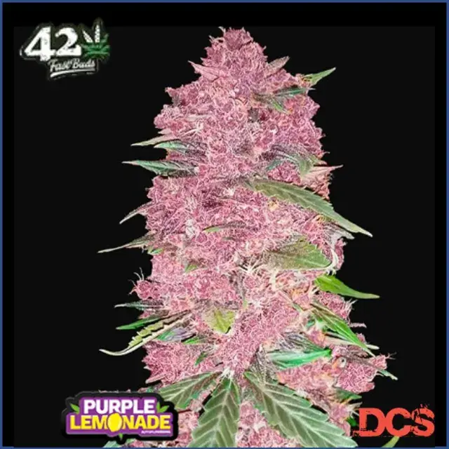 Purple Lemonade Auto Feminised Cannabis Seeds | Fast Buds