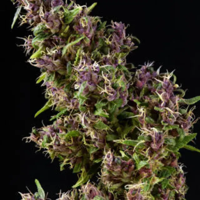 Purple Paro Valley Feminised Cannabis Seeds