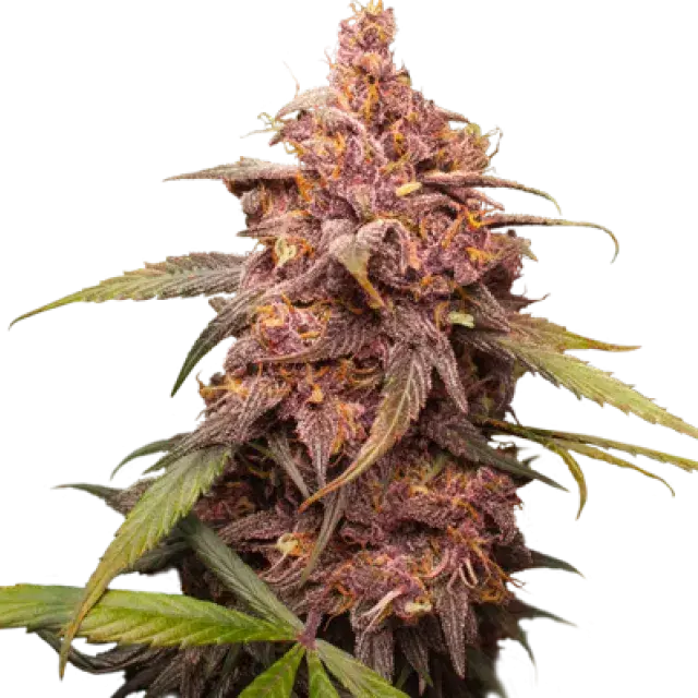 Purple Punch Feminised Cannabis Seeds | Seed Stockers