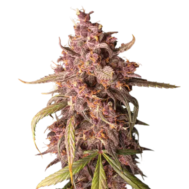Purple Punch Auto Feminised Cannabis Seeds | Seed Stockers
