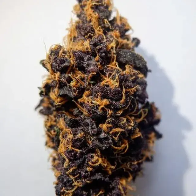Purple Punch Auto - Tastebudz - Discount Cannabis Seeds