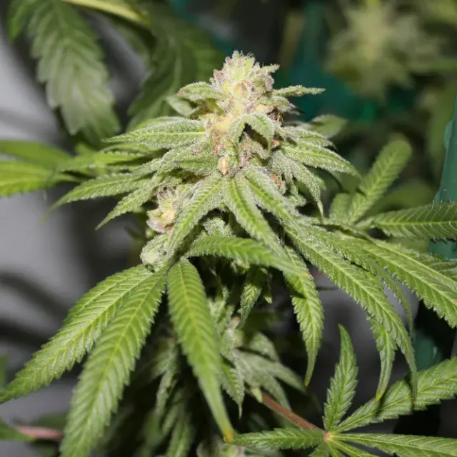 Purple Punch BX Regular Cannabis Seeds | Purple Caper Seeds