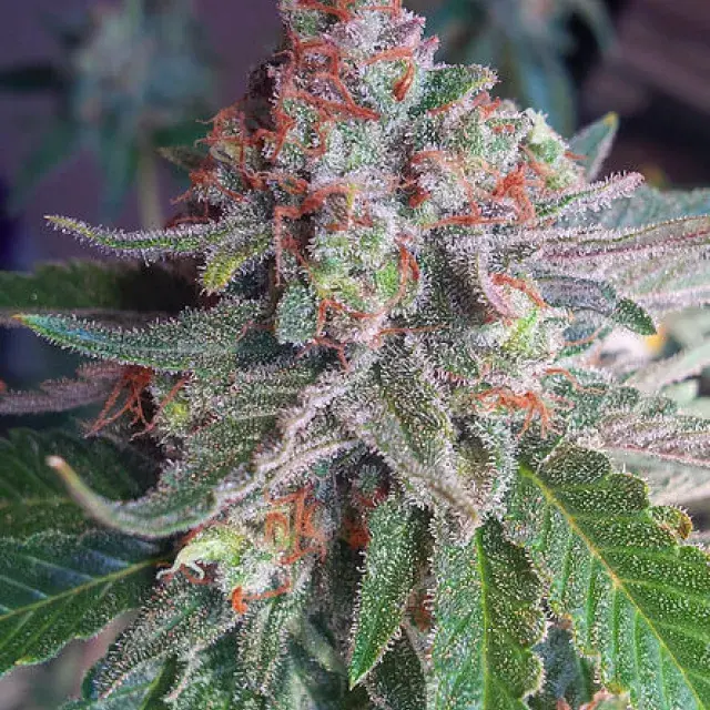 Purple Skunk Mass Feminised Cannabis Seeds | Critical Mass Collective Seeds