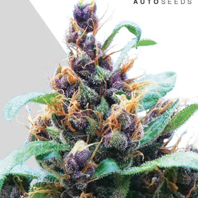 Sweet CBD Autoflowering Feminised Cannabis Seeds | Auto Seeds