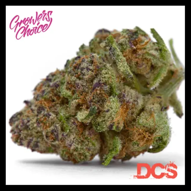Purple Sunset Auto Feminised Cannabis Seeds - Growers Choice