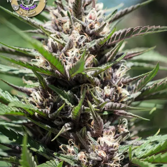 Purple Thai Feminised Cannabis Seeds - Anesia Seeds