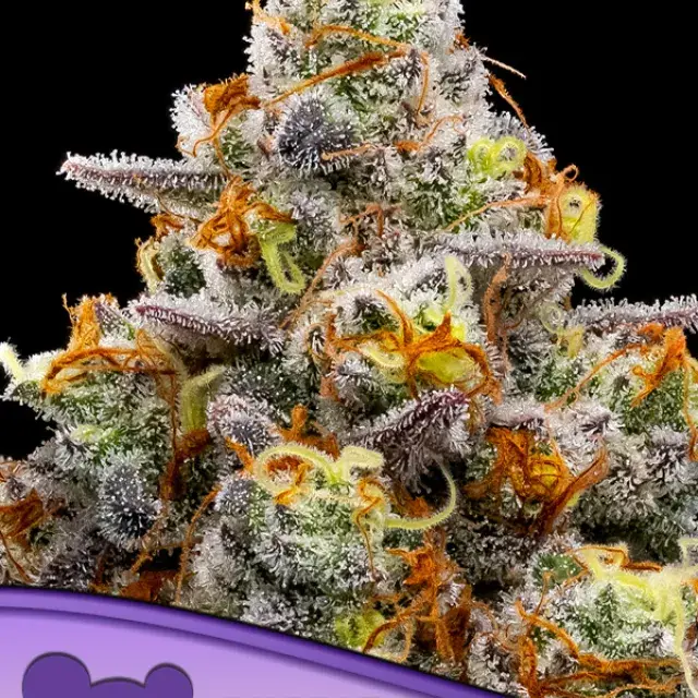 Boost Highness Feminised Cannabis Seeds - Anesia Seeds