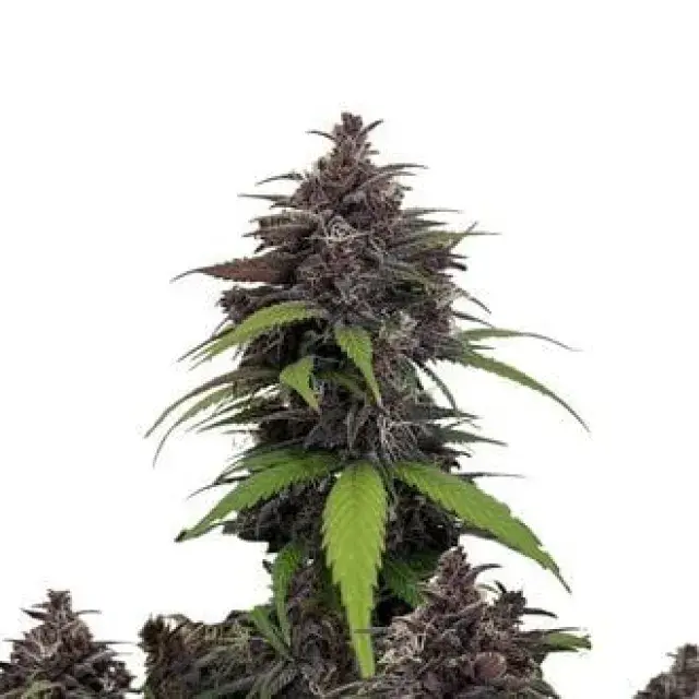 Purple Haze Auto Feminised Cannabis Seeds | Fast Buds.