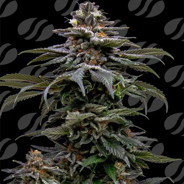 Purple Overload Feminised Cannabis Seeds | Original Sensible Seeds.