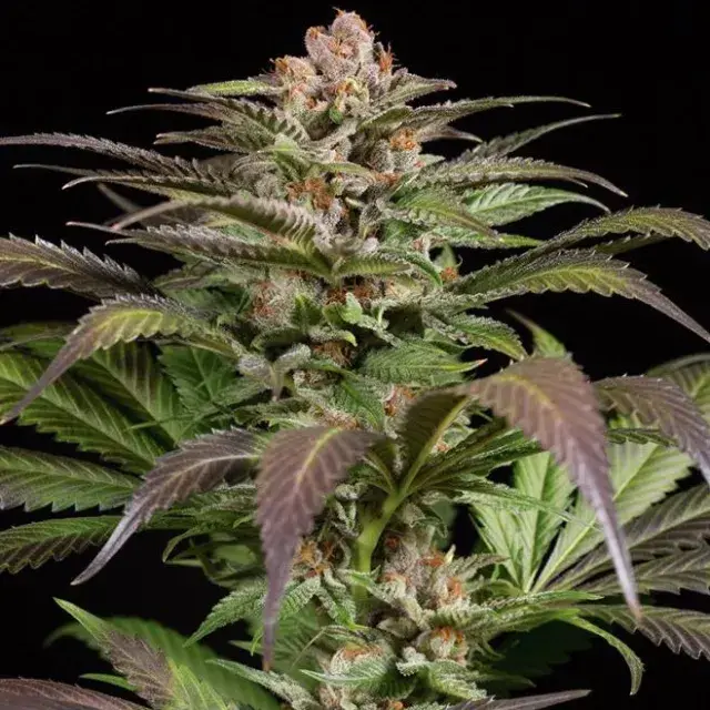 Purps #1 Feminised Cannabis Seeds - Dinafem Seeds