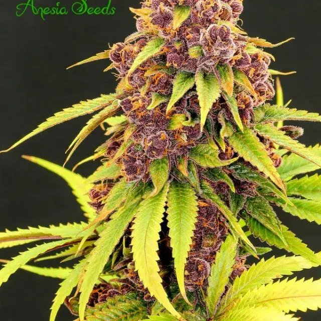 Purps OG Feminised Cannabis Seeds - Anesia Seeds
