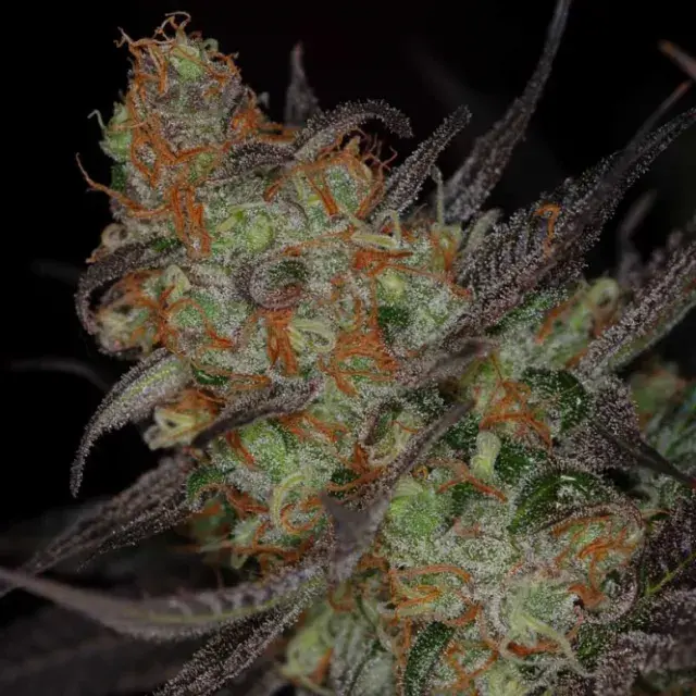 Qleaner Regular Cannabis Seeds | TGA Seeds