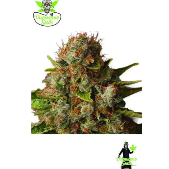 Queen Widow Feminised Cannabis Seeds | Dispensario Seeds