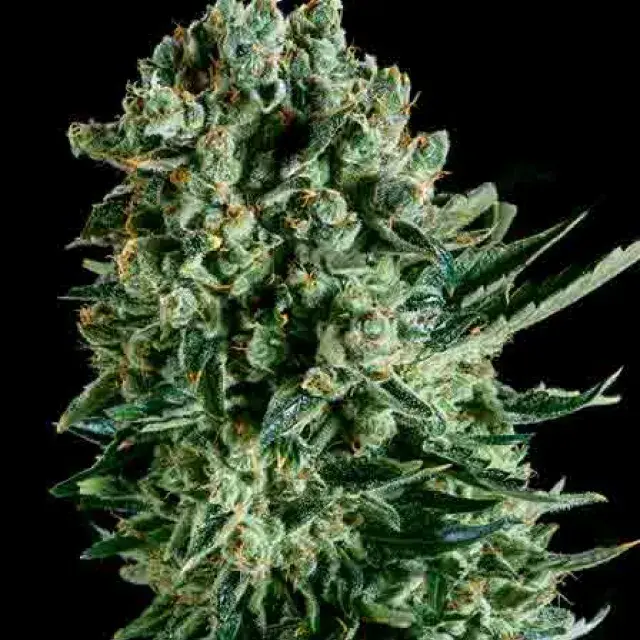 QUEEN MOTHER x SCBDX Feminised Cannnabis Seeds