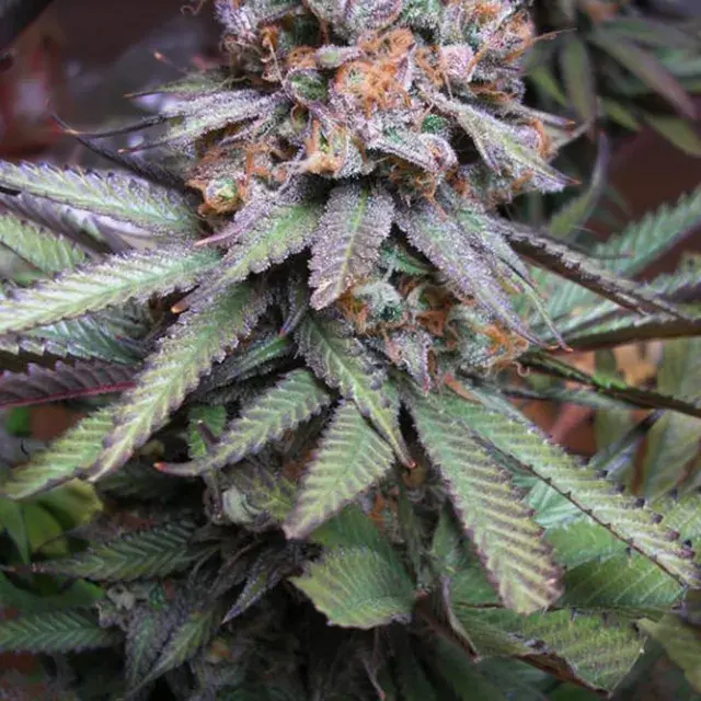 Querkle Regular Cannabis Seeds| TGA Seeds