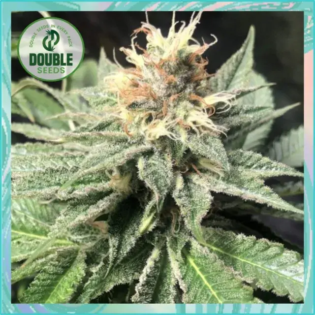 Quick Bud Feminised - Double Seeds