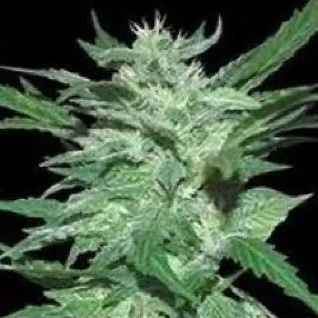 Quick Fix Feminised Cannabis Seeds | Sagarmartha Seeds