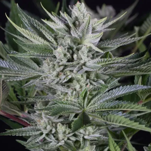 Quick Gorilla Feminised Cannabis Seeds - Dinafem Seeds