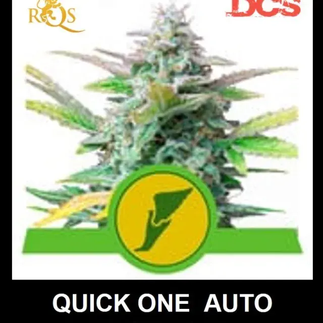 Quick One Auto Feminised Cannabis Seeds | Royal Queen Seeds