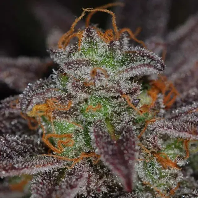 Qush Regular Cannabis Seeds | TGA Seeds