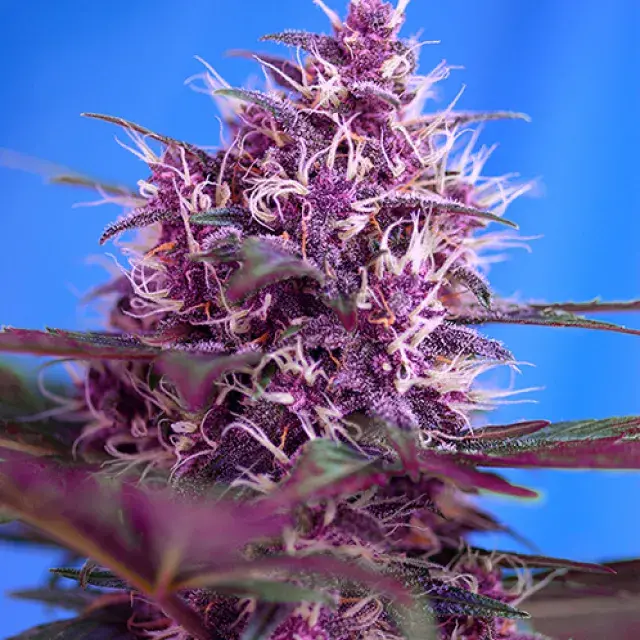 Auto Red Poison Feminised Cannabis Seeds | Sweet Seeds