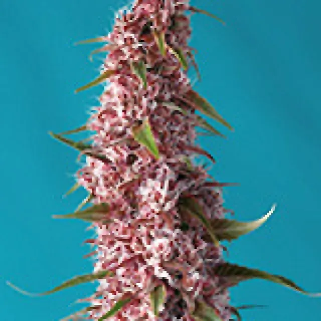Red Pure Auto CBD Feminised Cannabis Seeds | Sweet Seeds