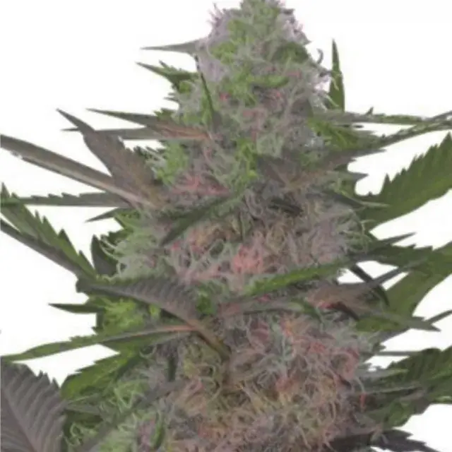 Rehab 47 Feminised Cannabis Seeds | Dispensario Seeds