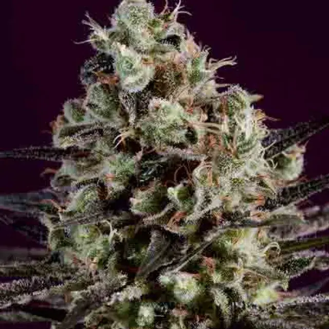 ROYAL PURPLE KUSH x SCBDX Feminised Cannnabis Seeds