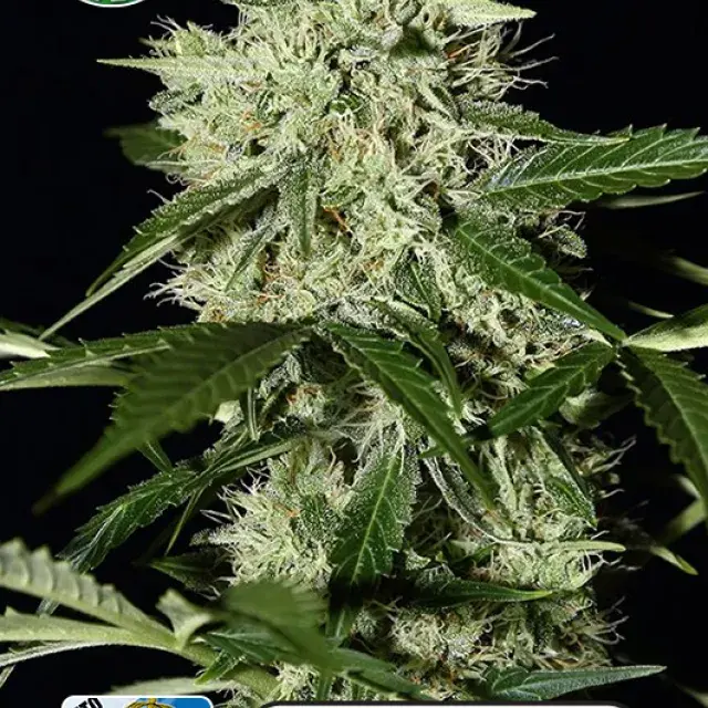 Royal Queen Diamond Auto Feminised Cannabis Seeds | Kera Seeds