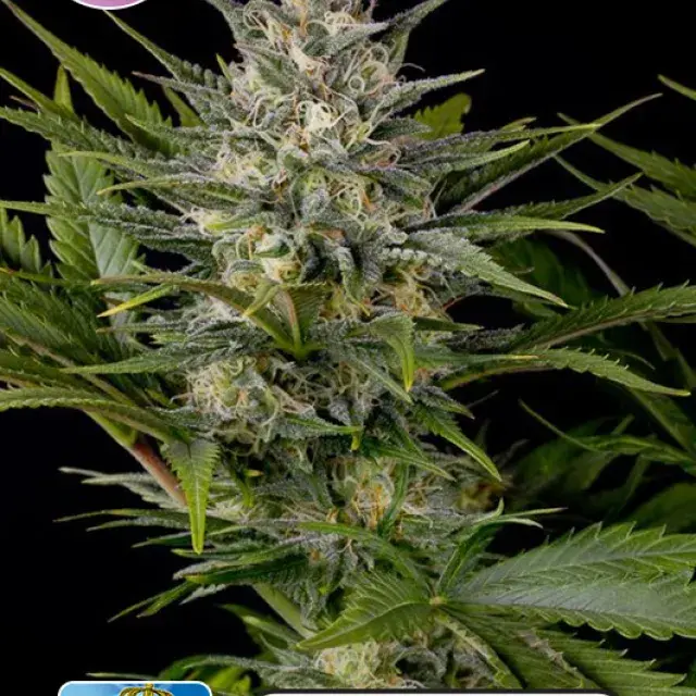 Royal Queen Diamond Feminised Cannabis Seeds | Kera Seeds