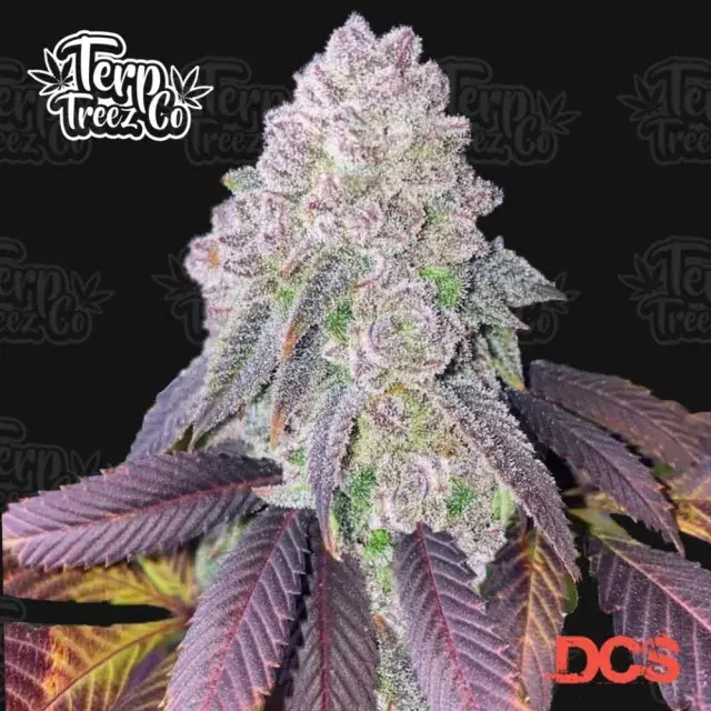 RS11 Feminised Cannabis Seeds - Terp Treez