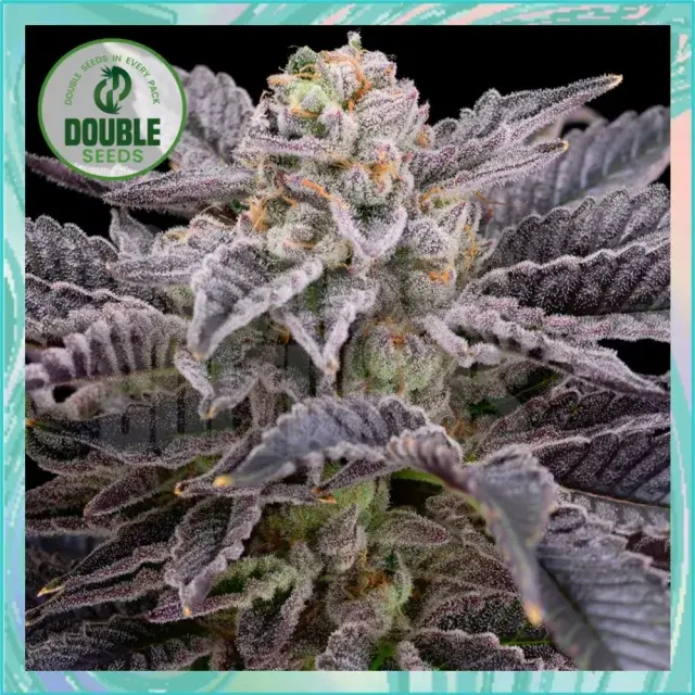 RS11 Cannabis Seeds - Double Seeds.
