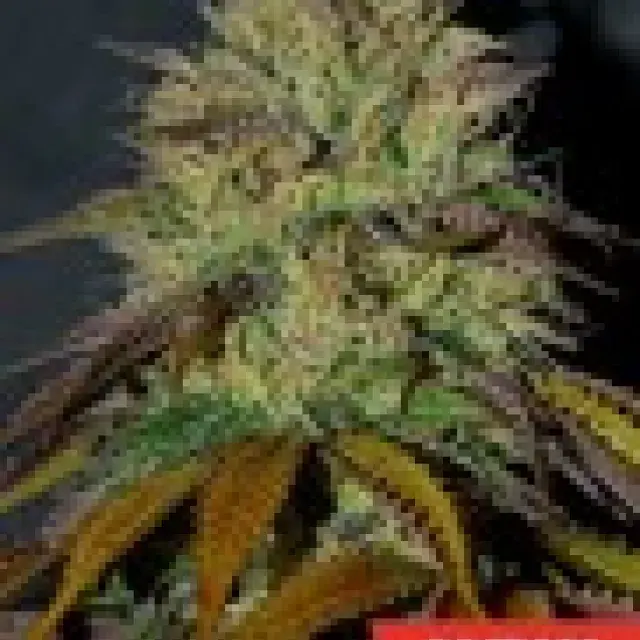 RS11 Feminised Cannabis Seeds | Cream Of The Crop