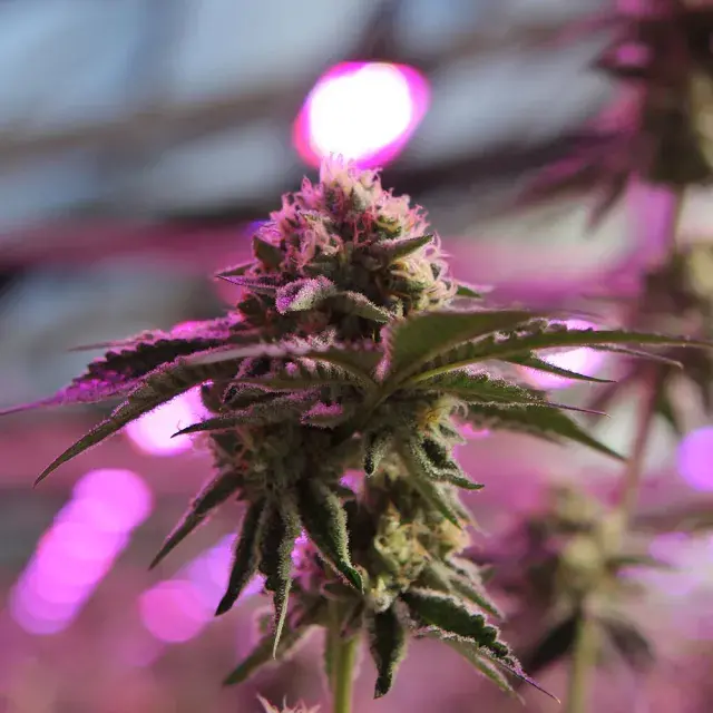 RS11 X Banana OG Feminised Cannabis Seeds | Barney's Farm.