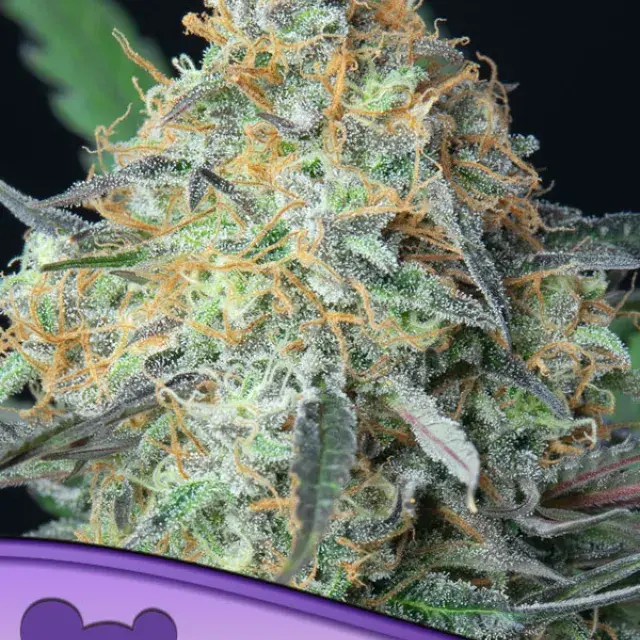 Rainbow Donut Auto Feminised Cannabis Seeds - Anesia Seeds