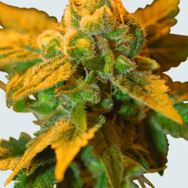 Raspberry Cough Feminised Cannabis Seeds | Nirvana