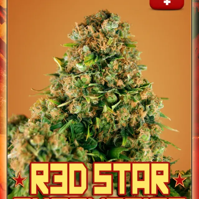 Red Star Auto Feminised Cannabis Seeds | Rockwell Seeds