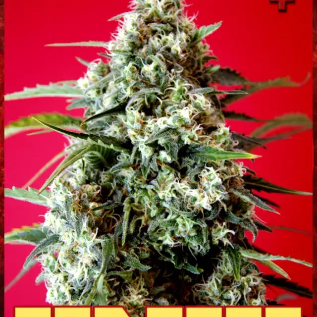 Red Star Feminised Cannabis Seeds | Rockwell Seeds