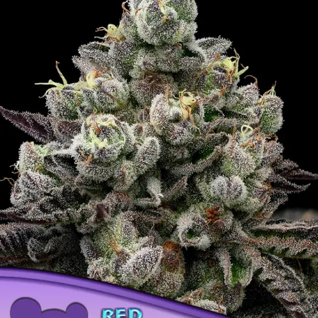 Red Banana Pudding Feminised Cannabis Seeds - Anesia Seeds