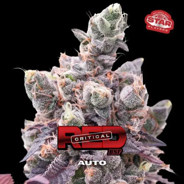 Red Critical Auto Cannabis Seeds - BSF Seeds Feminised Cannabis Seeds - BSF Seeds