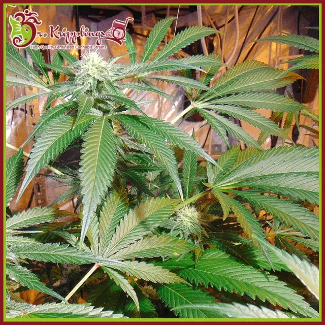 Red Leicester Tease Feminised Cannabis Seeds | Dr Krippling