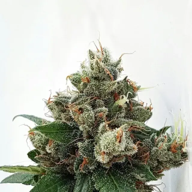 Respect 4 Gorilla Feminised Cannabis Seeds | Expert Seeds