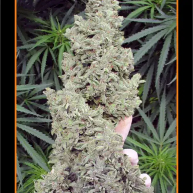 Ripley's OG Auto Feminised Cannabis Seeds