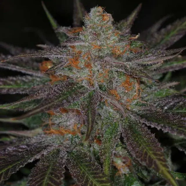 Ripped Bubba Regular Cannabis Seeds | TGA Seeds