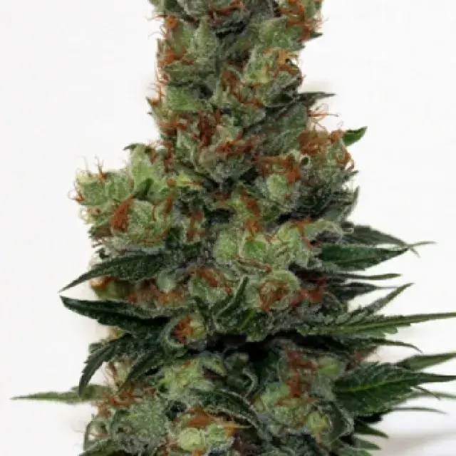 Badazz Feminised Cannabis Seeds